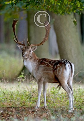 Fallow Deer Buck 4 DM0124
